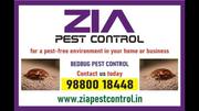 Zia Pest Control | offers Bed Bugs pest Control treatment 